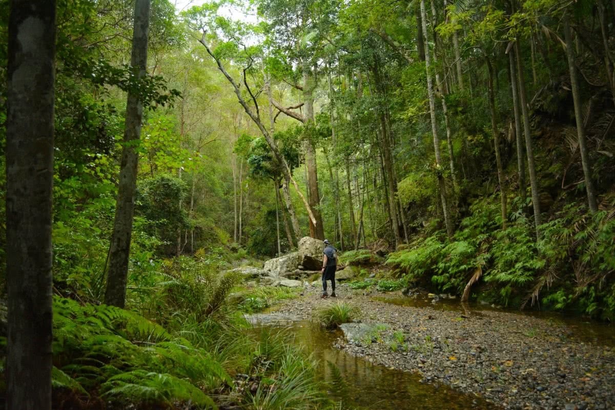 The 5 Best Day Hikes Near Brisbane Wild Earth Australia